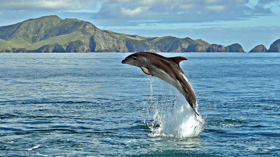 new zealand dolphin